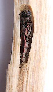 Agrilus hypoleucus, PL4839D, female, non-emerged adult, in Acacia pycnantha dead stem, SE, photo by A.M.P. Stolarski, 10.6 × 2.9 mm